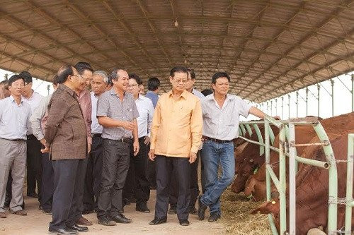 Trong đó, lĩnh vực chăn nuôi bò chỉ còn duy trì để… hỗ trợ nguồn phân bón cho ngành trồng trọt với tổng đàn chỉ còn 13.000 con. Ảnh: Dân Việt.