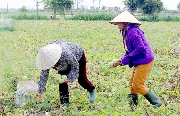 Những ngày cuối tháng 4, đầu tháng 5, bà con Diễn Châu (Nghệ An) phấn khởi bước vào mùa thu hoạch dưa lê vụ Xuân 2018. Ảnh: Baonghean.