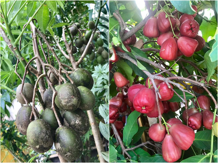 Khu vườn được bố trí theo từng khu vực. Các loại rau trồng riêng, cây ăn quả ở tầng trên cùng còn các loại hoa trồng ở ban công. Ảnh: Dân Việt.
