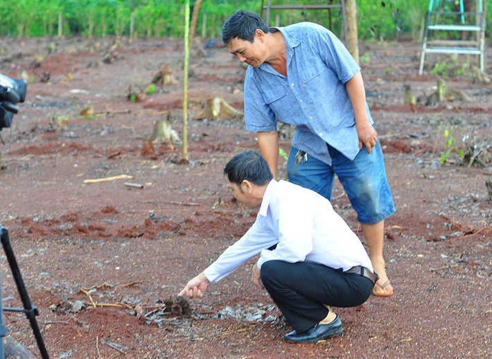 Trước thực trạng trên, Sở NNPTNT Đồng Nai đã cảnh báo việc thu gom rễ hồ tiêu của thương lái. Việc mua rễ hồ tiêu có dấu hiệu bất thường có thể dẫn đến tình trạng người dân chặt phá vườn tiêu, ảnh hưởng đến tình hình sản xuất. Ảnh: Dân Việt.