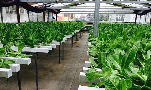 Vườn rau có hệ thống mái che hiện đại, số lượng rọ nhựa thủy canh lên tới 4500 rọ và cho ra khoảng 30kg rau sạch mỗi ngày. Ảnh: Lisado.