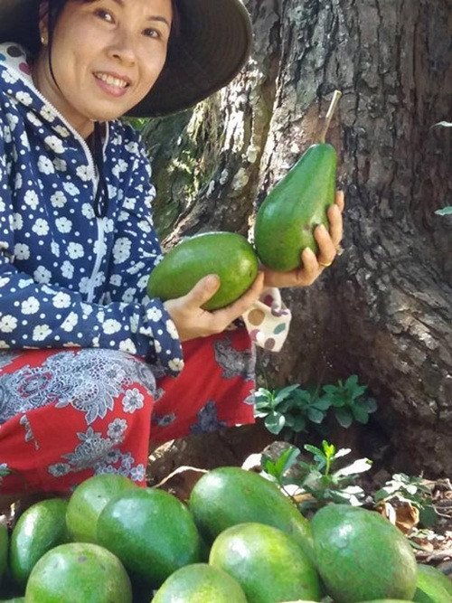 Nhờ việc cho quả đúng vào dịp Tết nguyên đán, cây bơ đã mang về nguồn thu hàng trăm triệu đồng cho gia đình ông Nguyễn Ngọc Đức (thôn 7, xã Ea Tiêu, huyện Cư Cuin, Đắk Lắk). Ảnh: Phapluat TPHCM.