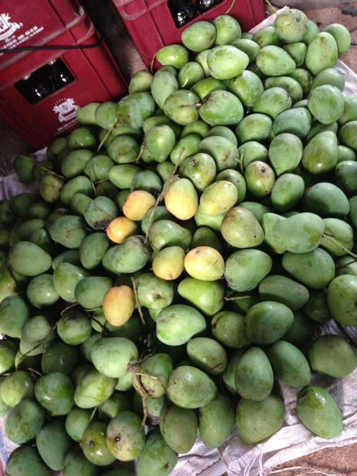Xoài Yên Châu và xoài hạt lép đều có vị ngọt và rất thơm. Giá các loại xoài dao động từ 20.000 -35.000 đồng/kg. Ảnh: FB Hoàng Linh.