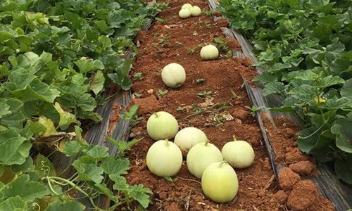 Dưa lê là cây trồng ngắn ngày cho năng suất cao. Từ lúc gieo trồng đến lúc thu hoạch trong khoảng từ 55 – 60 ngày. Ảnh: FB Lĩnh Hoàng.