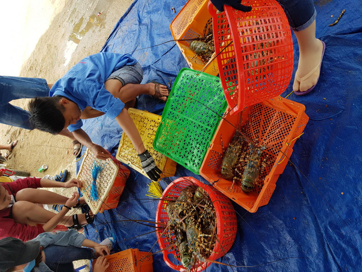 Tôm hùm tươi có giá đắt hơn, từ 1 - 1,5 triệu đồng/kg. Trong khi đó, tôm hùm đông lạnh giá từ 700.000 - 1,1 triệu đồng/kg. Ảnh: Muabantomhum.