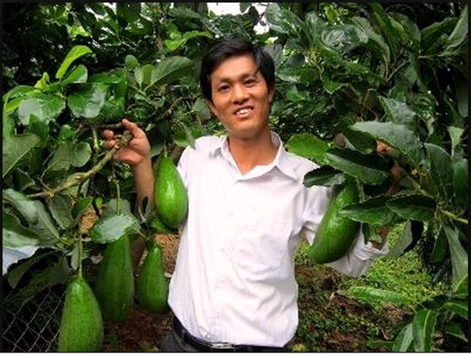 Anh Trịnh Xuân Mười (Diễn Châu, Nghệ An) được mệnh danh là "vua" bơ Tây Nguyên với thu nhập 6 tỷ một năm. Ảnh: Zing.