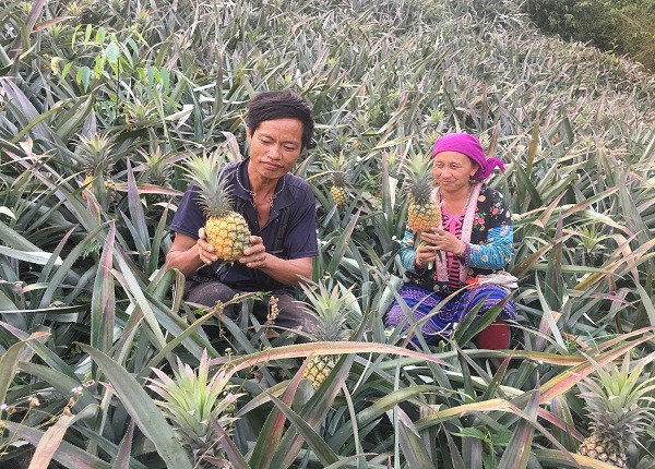 Cây dứa không tốn nhiều công chăm sóc, trồng một lần nhưng thu hoạch trong 3 năm. Ảnh: Dân Việt.