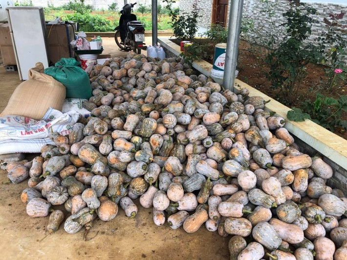 Cũng rơi vào tình trạng mất mùa được giá như dưa hấu Quảng Ngãi, Quảng Nam, những ngày gần đây bí đỏ tại xã Cư Yang (huyện Ea Kar, tỉnh Đăk Lăk) đang phải xả hàng “giá bèo”. Ảnh minh họa: FB Vũ Thùy Giang.