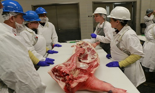 Trước và sau khi giết mổ thịt lợn rừng Texas phải trải qua kiểm định vệ sinh an toàn thực phẩm của Bộ Nông nghiệp Mỹ. Ảnh: Tamu.