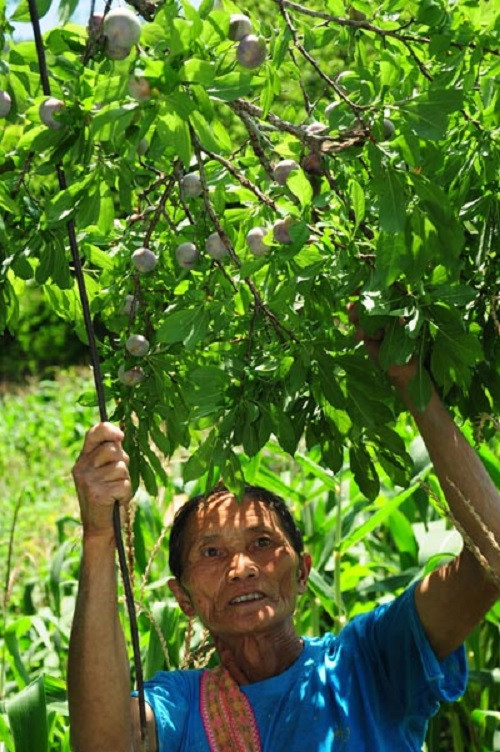 Cây mận máu dễ trồng. Vào mùa mưa, chỉ cần đào cây con trong vườn, cuốc hố vừa phải, đặt cây giống xuống, lấp chặt đất, cây sẽ vươn lên. Ảnh: Nongnghiep.