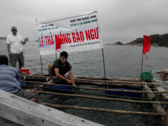 Hiện bào ngư sống đang được bán với giá từ 550.000 - 650.000 đồng/kg. Với mức giá này, mô hình nuôi bào ngư đem lại nguồn thu nhập ổn định cho bà con. Ảnh: Baoquangninh.