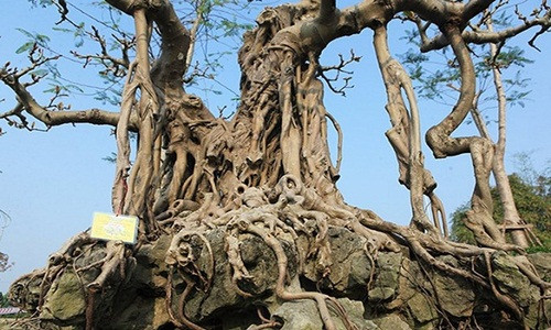 Bộ rễ của cây đa ôm trọn đá tựa móng vuốt rồng. Ảnh: Dân Việt.
