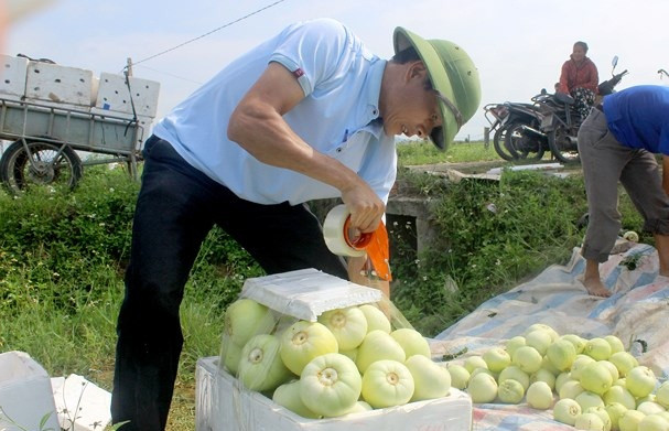 Nếu chăm sóc tốt có thể đạt 12 tạ dưa/sào. Ảnh: Baonghean.
