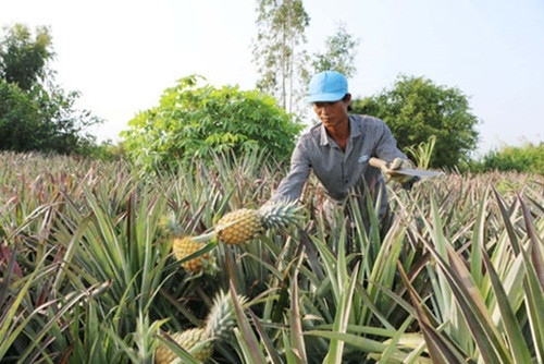 Tại Sóc Trăng, nhiều gia đình mạnh dạn đầu tư trồng dứa trên đất nhiễm phèn cho lợi nhuận gần 100 triệu đồng/năm. Ảnh: VOV.