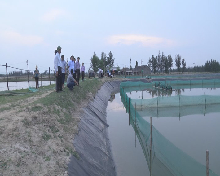 Tuy nhiên, hạn chế của mô hình này là chi phí đầu tư lớn, riêng tiền mua thức ăn (hàu, cua, cá) bình quân một ha đã hết 700 - 800 triệu đồng. Ảnh: Hatinh.