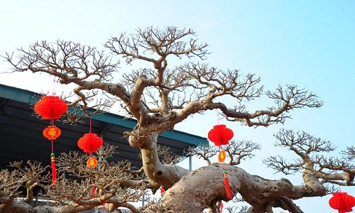 Hơn chục năm trước khi mua về, cây sanh có dạng tán tầng nhưng sau ông Hòa chuyển sang thế phóng khoáng. Ảnh: VOV.