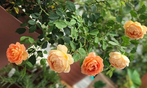 Những đóa hồng rực rỡ trong nắng đẹp say lòng người. Ảnh: ĐSPL.
