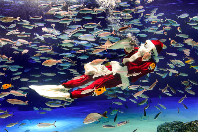 Thợ lặn hóa trang thành ông già Noel, bơi cùng đàn cá trong công viên hải dương Sunshine ở thành phố Tokyo, Nhật Bản. (Nguồn Guardian)