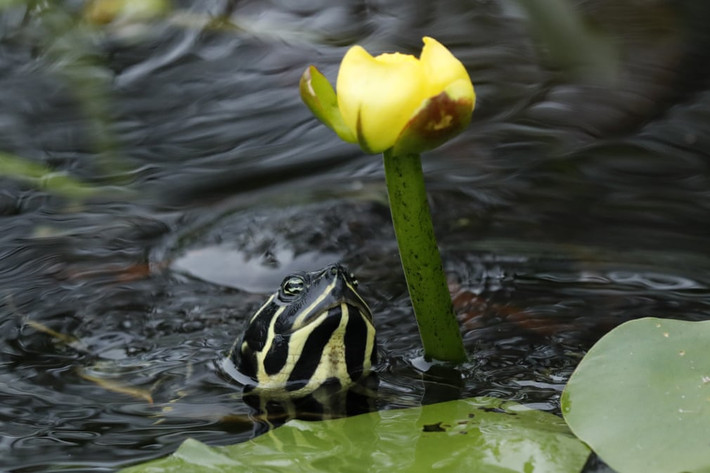 Rùa tai đỏ cố gắng ăn bông hoa dưới nước trong vườn quốc gia Everglades, Mỹ. (Nguồn Guardian)