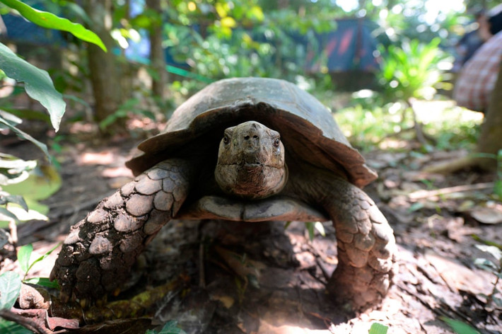 Rùa châu Á sống trong một khu bảo tồn thiên nhiên ở Rajendrapur, Bangladesh. (Nguồn Guardian)