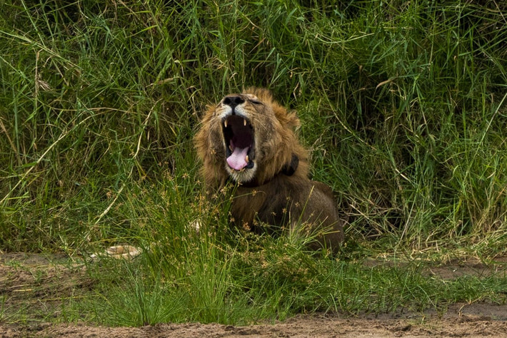 Sư tử đực ngáp trong vườn quốc gia Tarangire, Tanzania. (Nguồn Guardian)