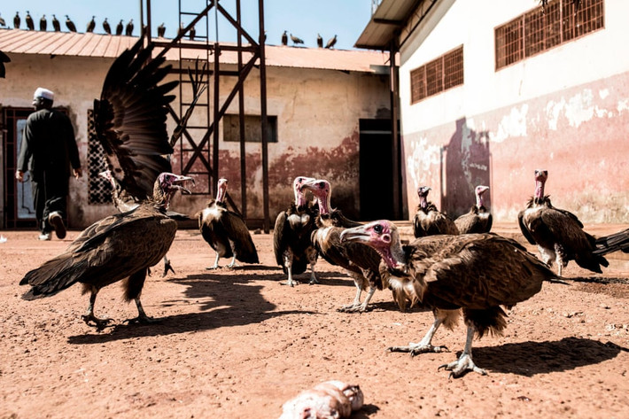 Kền kền chờ ăn thịt vụn tại một xưởng giết mổ ở thành phố Bissau, Guinea. (Nguồn Guardian)