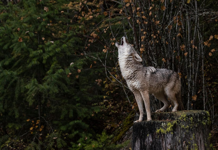 Sói đồng cỏ sống trong rừng ở Montana, Mỹ. (Nguồn Guardian)