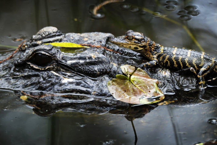 Cá sấu con nghỉ ngơi trên đầu cá sấu mẹ trong khu bảo tồn Big Cypress ở Florida, Mỹ. (Nguồn Guardian)