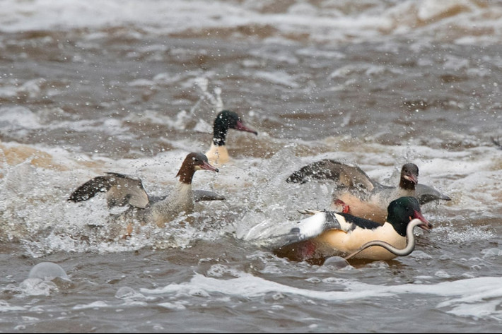 Vịt cát bắt cá mút đá dưới sông Nith ở Dumfries, Scotland. (Nguồn Guardian)