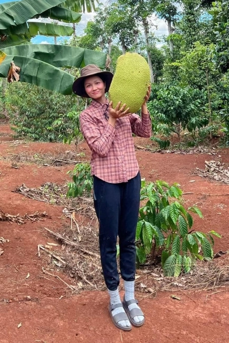 Vườn nhà H'Hen Niê còn có thêm mít.