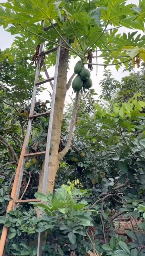 Cây đu đủ còn bé nhưng đã rất sai quả.