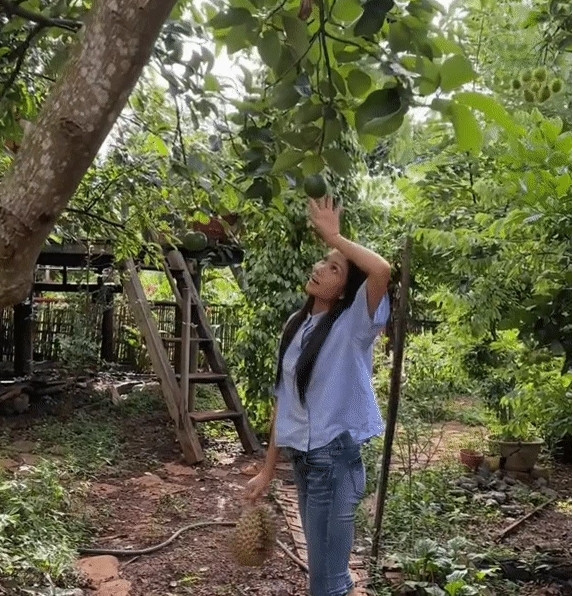 Dọc lối vào vườn là cây bơ đang ra trái.