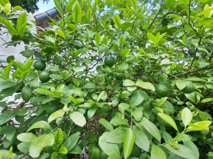Vì thế, lá chanh Thái trở thành lá gia vị sử dụng trong ẩm thực Thái Lan như súp Thái, chả cá Thái, lẩu Thái... Ảnh: Internet