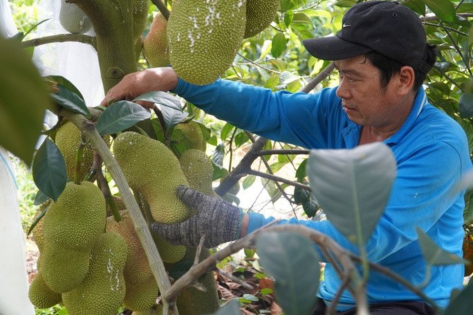 Lá mít sầu riêng mỏng, dài, tán lá to, trên các nhánh cây có lớp lông bao phủ, thân cây lùn thấp. Ảnh: Người lao động