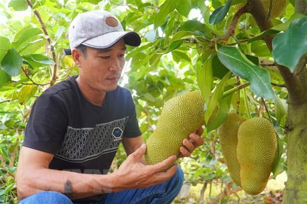 Anh Khang từng có 4 năm làm việc tại Đài Loan (Trung Quốc) và biết đến loại mít sầu riêng. Ảnh: Thu Hiền/TTXVN