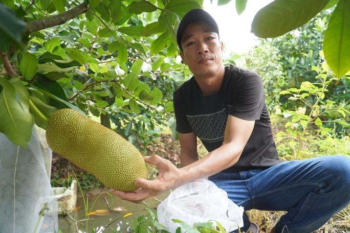 Đây là giống ngoại nhập được ghép với mít Việt Nam và được trồng thành công tại Cù lao Tân Lộc, quận Thốt Nốt, TP. Cần Thơ. Người lai tạo thành công là anh Nguyễn Hữu Khang (36 tuổi). Ảnh: Người lao động