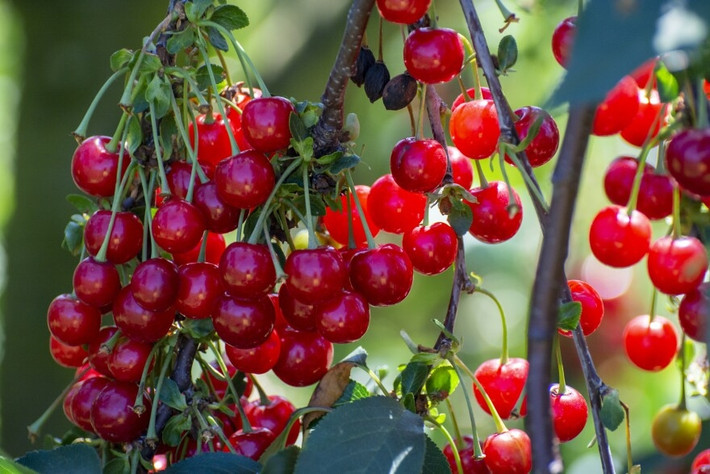 Thế nhưng tại Mỹ và một số quốc gia châu Âu, cherry thường tự mọc, hoặc được trồng hai bên đường để tạo bóng mát. Một số vùng trồng cherry để khai thác nông nghiệp. Đặc biệt, giá cherry ở châu Âu chỉ vào khoảng 120.000 đồng/kg.