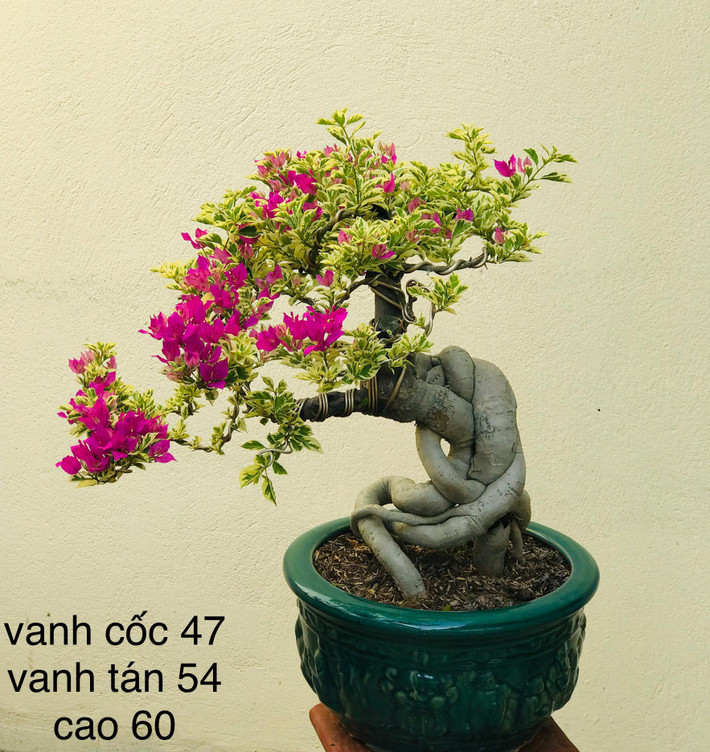 Là loại cây phổ biến ở Việt Nam, hoa giấy thường mọc ở bờ rào, ven đường. Tuy nhiên, giờ đây hoa giấy được các nghệ nhân tạo dáng độc lạ thành những tác phẩm bonsai có giá tới hàng trăm triệu đồng. Ảnh: Facebook