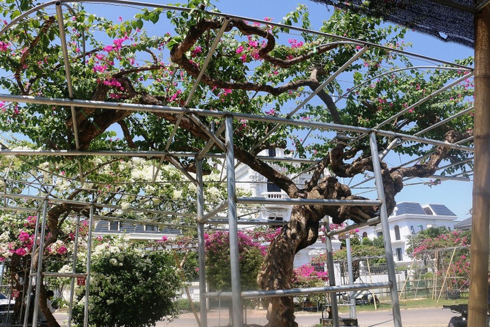 Sau nhiều năm sưu tập, anh Lê Đình Trường, trú tại TP.Thanh Hóa (Thanh Hóa) đã nắm giữ khoảng 30 vạn cây hoa giấy. Trong đó, hơn 300 gốc cổ thụ. Ảnh: Thuonghieusanpham