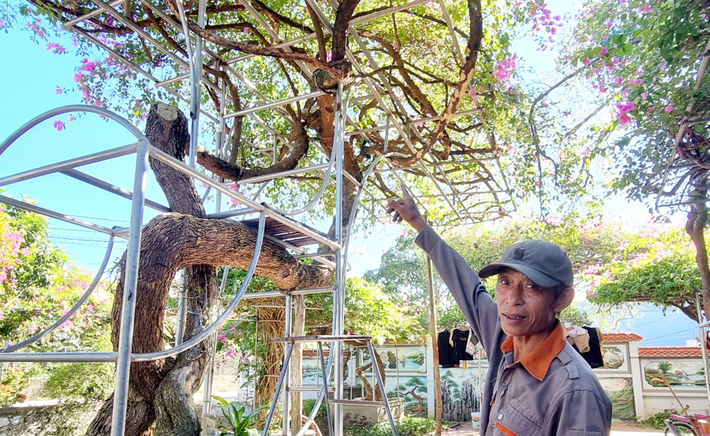 Gia đình ông Vũ Văn Lanh (thôn Xuân Mai, xã Ninh An, huyện Hoa Lư, tỉnh Ninh Bình) sở hữu cây hoa giấy có tuổi thọ khoảng 50 năm. Ảnh: Dân Việt