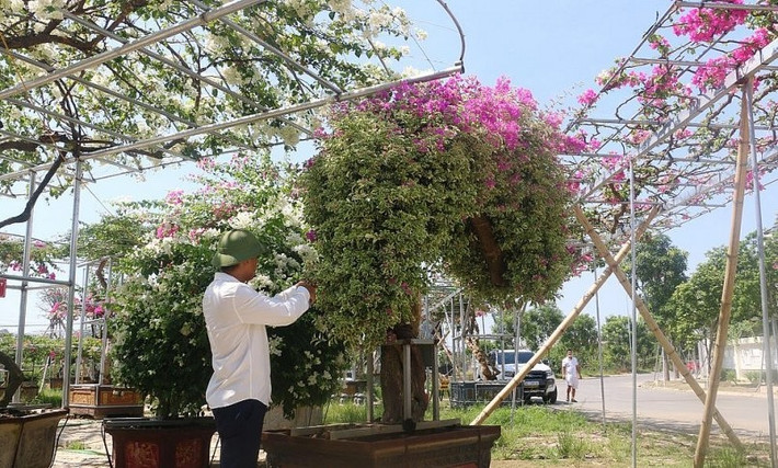 Nhiều cây có thế uốn lượn bắt mắt, đường kính gốc từ 20 -50cm. Ảnh: Thuonghieusanpham