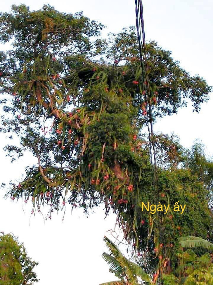 Mới đây, mạng xã hội rần rần chia sẻ loạt ảnh về một cây thanh long cổ thụ leo cao chót vót, trái chín đỏ.