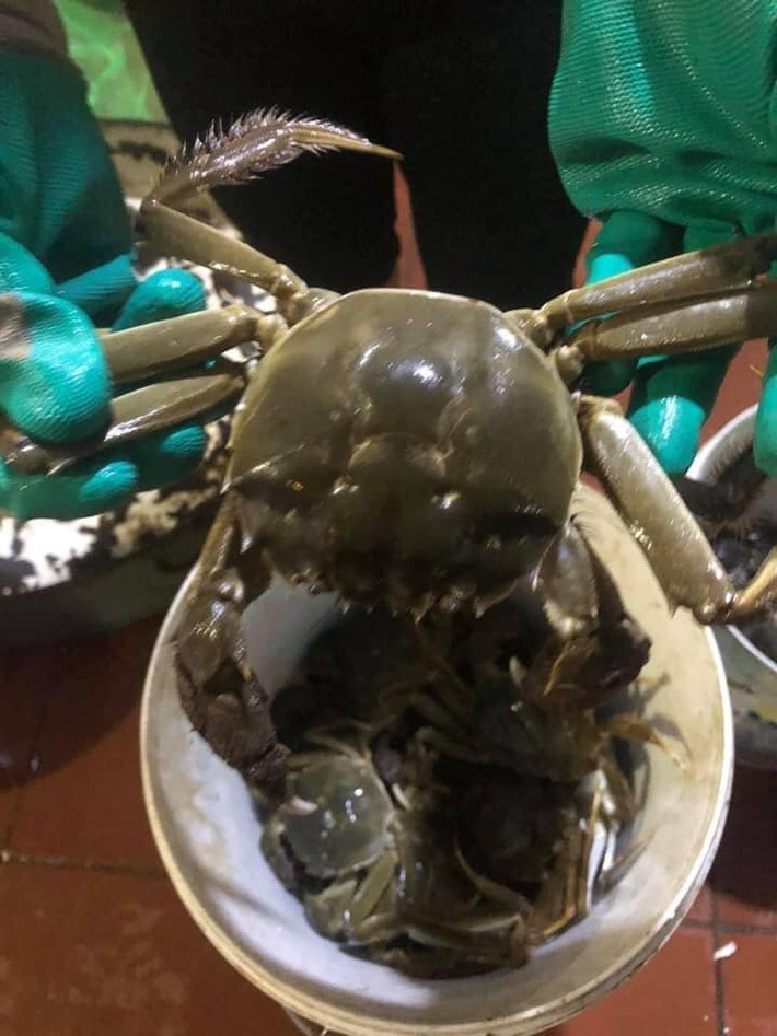 Cua da hay còn gọi là cua lông Yên Dũng (Bắc Giang) là đặc sản mỗi năm chỉ có một mùa được nhiều người săn đón. Ảnh: Facebook