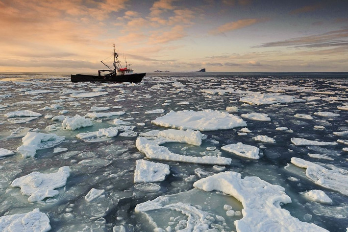 Lý do là cua hoàng đế chỉ sống tại vùng biển Alaska và vịnh biển Bering lạnh giá, nơi thời tiết diễn biến khó đoán và tiềm ẩn nhiều mối đe dọa đến sinh mạng. Ảnh: Alaska King Crab Co