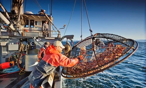Mỹ. Vào những năm đầu của thập niên 80, một chủ thuyền có thể kiếm được 1 – 2 triệu USD cho mỗi mùa đánh bắt và ngư dân làm việc trên boong tàu có thể được 60.000 – 100.000 USD, ngày nay cũng tương tự. Ảnh: Premier Catch