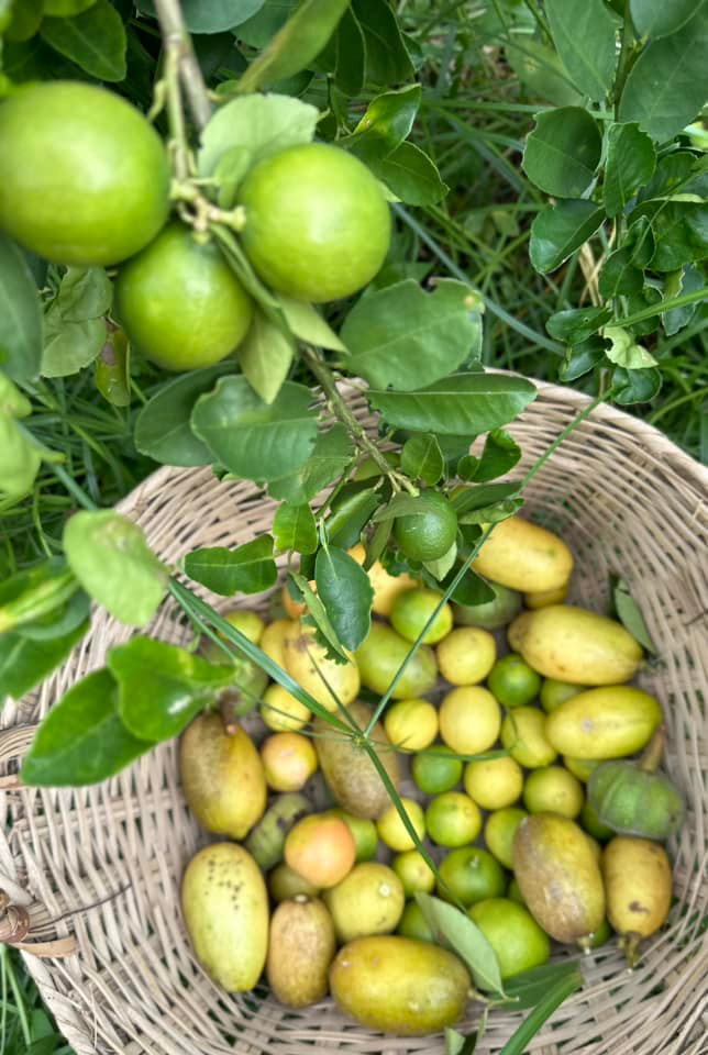 Nữ ca sĩ cho biết, sau hơn một tháng nghỉ hè vè, chanh vàng Mỹ, chanh vàng Úc, chanh giấy, chanh đào, chanh Bắc vàng không ai hái rụng đầy gốc.