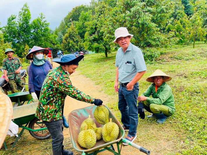 HAGL cũng đã thu hoạch vườn sầu riêng đầu tiên, doanh thu 18 tỷ đồng trong khi chi phí đầu tư chỉ 3,6 tỷ đồng. Ảnh: Nhịp sống thị trường