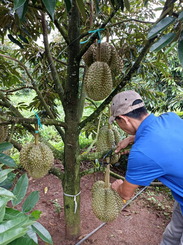 Theo bầu Đức, sầu riêng công ty trồng tại Lào, Tây Nguyên có nhiều lợi thế hơn trồng ở khu vực miền Tây, khi đất cao, thổ nhưỡng phì nhiêu, tiết kiệm được nhiều chi phí. Ảnh: Vietnamnet
