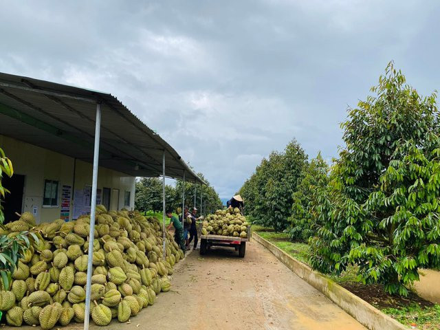 1.200 ha sầu riêng của bầu Đức bao gồm sầu riêng Musang King và Mong Thong Thái tại Việt Nam và Lào. Ảnh: Vietnamnet