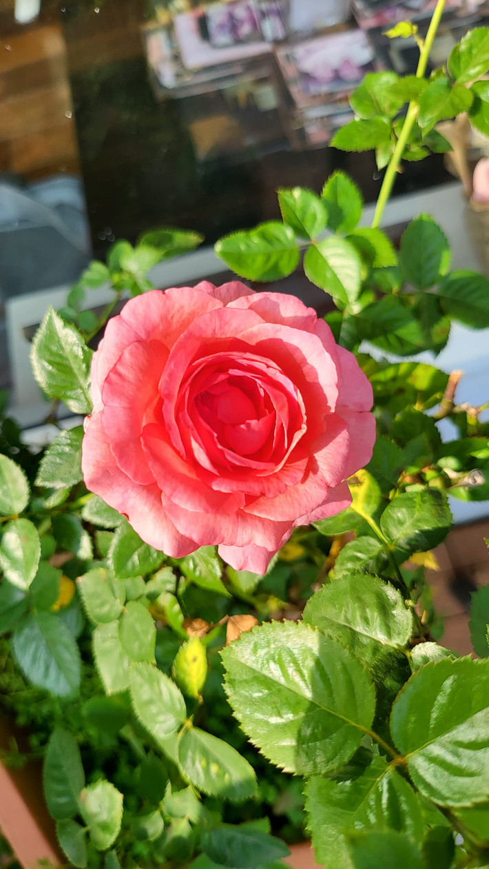 Vũ Thu Phương đặc biệt yêu thích hoa hồng mẫu đơn bởi hương thơm của chúng.